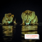 Félins, l'exposition qui nous fait craquer au Muséum national d'Histoire naturelle - photos - IMG20230321095734