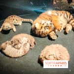 Félins, l'exposition qui nous fait craquer au Muséum national d'Histoire naturelle - photos - IMG20230321101951