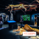 Félins, l'exposition qui nous fait craquer au Muséum national d'Histoire naturelle - photos - IMG20230321101832