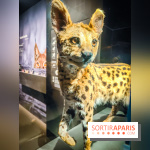 Félins, l'exposition qui nous fait craquer au Muséum national d'Histoire naturelle - photos - IMG20230321100758