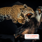 Félins, l'exposition qui nous fait craquer au Muséum national d'Histoire naturelle - photos - IMG20230321101115