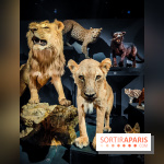 Félins, l'exposition qui nous fait craquer au Muséum national d'Histoire naturelle - photos - IMG20230321102259