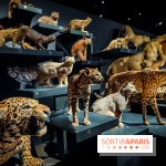 Félins, l'exposition qui nous fait craquer au Muséum national d'Histoire naturelle - photos - IMG20230321102209