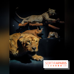 Félins, l'exposition qui nous fait craquer au Muséum national d'Histoire naturelle - photos - IMG20230321100516