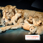 Félins, l'exposition qui nous fait craquer au Muséum national d'Histoire naturelle - photos - IMG20230321101900