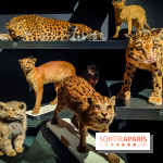 Félins, l'exposition qui nous fait craquer au Muséum national d'Histoire naturelle - photos - IMG20230321102352