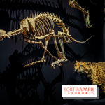 Félins, l'exposition qui nous fait craquer au Muséum national d'Histoire naturelle - photos