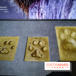 Félins, l'exposition qui nous fait craquer au Muséum national d'Histoire naturelle - photos - IMG20230321101550