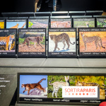 Félins, l'exposition qui nous fait craquer au Muséum national d'Histoire naturelle - photos - IMG20230321100207