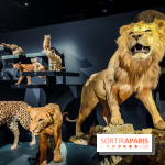 Félins, l'exposition qui nous fait craquer au Muséum national d'Histoire naturelle - photos - IMG20230321102227