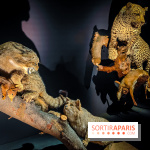 Félins, l'exposition qui nous fait craquer au Muséum national d'Histoire naturelle - photos - IMG20230321101440