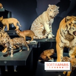 Félins, l'exposition qui nous fait craquer au Muséum national d'Histoire naturelle - photos - IMG20230321102405