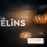Félins, l'exposition qui nous fait craquer au Muséum national d'Histoire naturelle - photos - IMG20230321095626