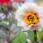 Les journées des plantes & Art  - 0S6A4047 2