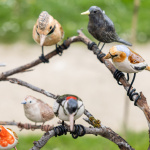 Les journées des plantes & Art  - 0S6A4346