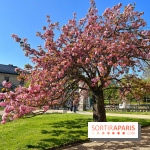 Cerisier - Jardin des Serres d'Auteuil - IMG 1493