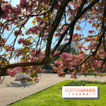 Cerisier - Jardin des Serres d'Auteuil - IMG 1497