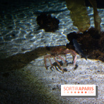 Aquarium Sea Life - IMG 8388