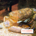 Aquarium Sea Life - IMG 8395