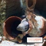 Aquarium Sea Life - IMG 8378