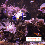 Aquarium Sea Life - IMG 8353