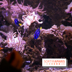 Aquarium Sea Life - IMG 8354