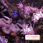 Aquarium Sea Life - IMG 8355