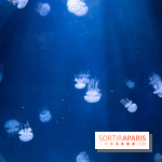 Aquarium Sea Life - IMG 8358