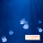 Aquarium Sea Life - IMG 8360