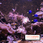 Aquarium Sea Life - IMG 8349