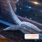 Aquarium Sea Life - IMG 8339