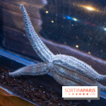 Aquarium Sea Life - IMG 8340