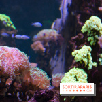 Aquarium Sea Life - IMG 8331