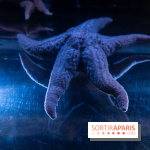 Aquarium Sea Life - IMG 8333