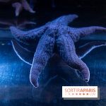 Aquarium Sea Life - IMG 8334