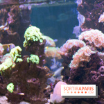 Aquarium Sea Life - IMG 8328