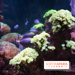 Aquarium Sea Life - IMG 8329