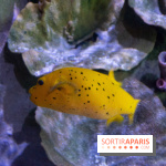 Aquarium Sea Life - IMG 8296