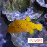 Aquarium Sea Life - IMG 8297