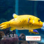 Aquarium Sea Life - IMG 8298