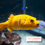 Aquarium Sea Life - IMG 8300