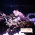 Aquarium Sea Life - IMG 8291