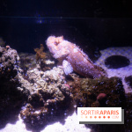 Aquarium Sea Life - IMG 8292