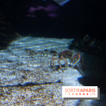 Aquarium Sea Life - IMG 8294