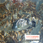 Aquarium Sea Life - IMG 8295