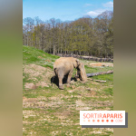 Zoo de Thoiry 2023 - Elephant