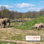 Zoo de Thoiry 2023 - Elephant