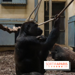Zoo de Thoiry 2023 - Gorilles