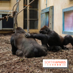 Zoo de Thoiry 2023 - Singes