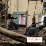Zoo de Thoiry 2023 - Singes